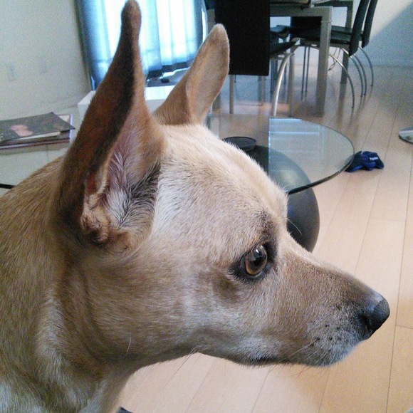 Meet your Posher, Paulette - Picture 1 of 1